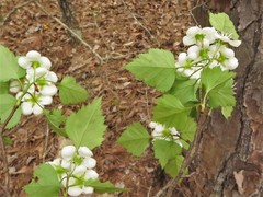 Crataegus ouachitensis