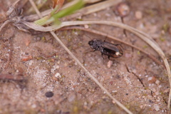 Notiophilus quadripunctatus