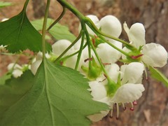 Crataegus ouachitensis