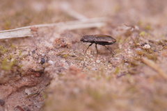 Notiophilus quadripunctatus