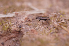 Notiophilus quadripunctatus