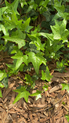 Hedera helix