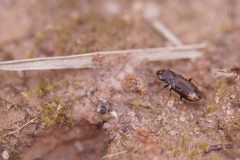 Notiophilus quadripunctatus