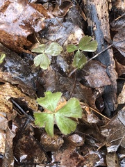 Anemonoides quinquefolia