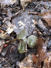 Anemonoides quinquefolia