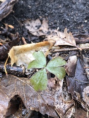 Anemonoides quinquefolia