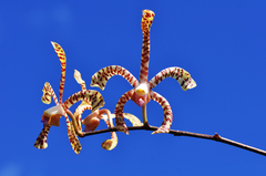Arachnis flos-aeris