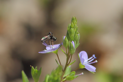 Megalybus pictus