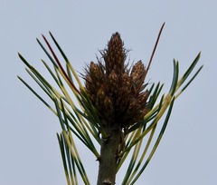Pinus parviflora