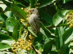 Haemorhous mexicanus