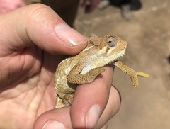 Trioceros sternfeldi