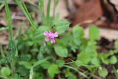 Silene aegyptiaca