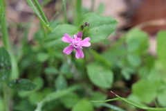 Silene aegyptiaca