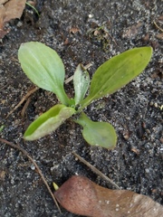 Plantago major