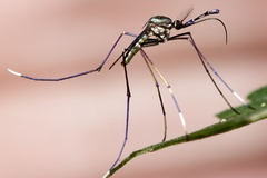 Toxorhynchites theobaldi