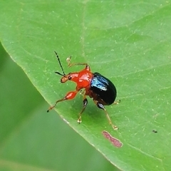 Attelabinae