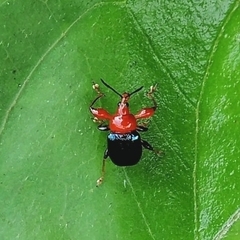 Attelabinae