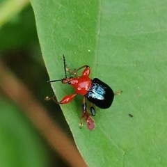 Attelabinae