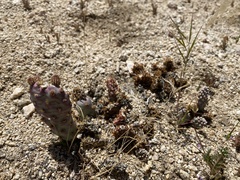 Opuntia basilaris brachyclada