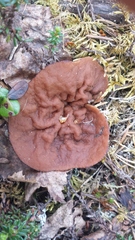 Gyromitra perlata