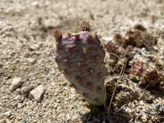 Opuntia basilaris brachyclada