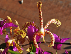 Arachnis flos-aeris