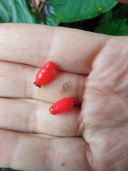 Sphyrospermum sodiroi