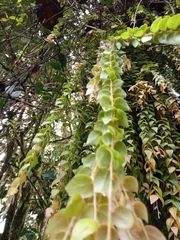 Sphyrospermum sodiroi