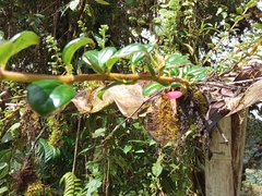 Columnea ovatifolia