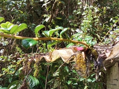 Columnea ovatifolia