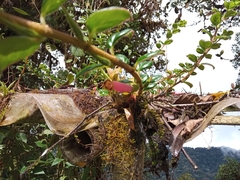 Columnea ovatifolia