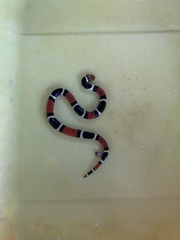 Micrurus surinamensis