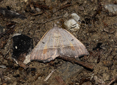 Macaria artesiaria