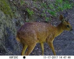Raphicerus melanotis