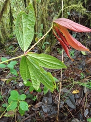 Anthopterus ecuadorensis