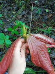 Anthopterus ecuadorensis