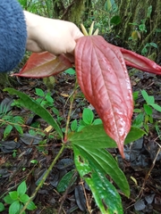 Anthopterus ecuadorensis