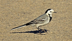 Motacilla alba