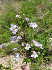 Penstemon tenuis