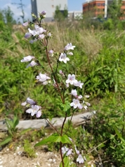 Penstemon tenuis