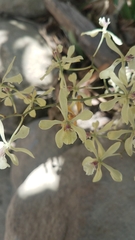 Encyclia incumbens