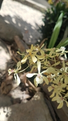 Encyclia incumbens