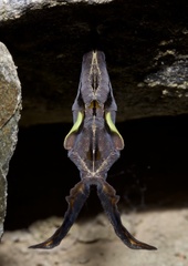 Lepidoptera
