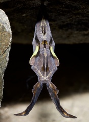 Lepidoptera