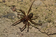 Amaurobius fenestralis