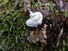 Boletus semigastroideus