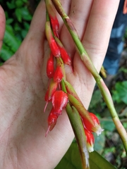 Anthopterus ecuadorensis
