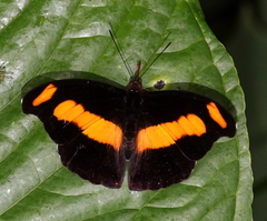 Catonephele chromis chromis