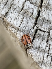 Mulsantina hudsonica