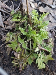 Chelidonium majus